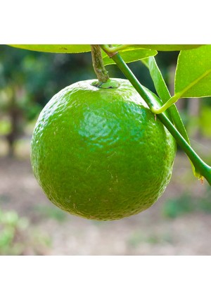 Sweet Lime Tree