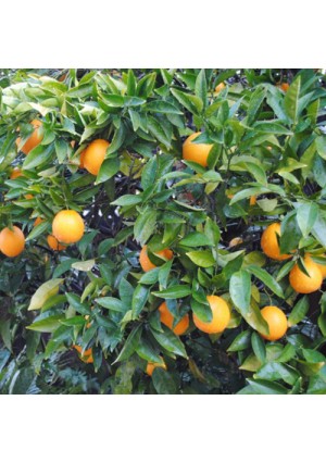 Washington Navel Orange Tree