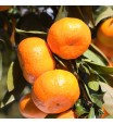 Armstrong Satsuma Orange Tree