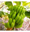 Gran Naim Banana Tree