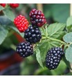 Thornless Blackberry Plant