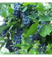 Blueberry (Climax Rabbiteye) Plant