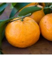 Brown Select Satsuma Orange Tree