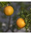 Chinotto Sour Orange Tree