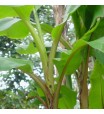 Double Mahoi Banana Tree