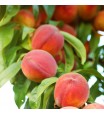 Flordagold Peach Tree