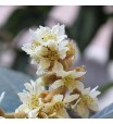 Loquat Blossoms
