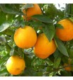 Louisiana Sweet Orange Tree