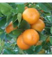Meiwa Kumquat Tree
