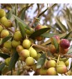 Arbequina Olive Tree