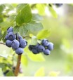Premier Blueberry Plant