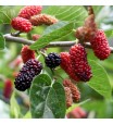 Red Mulberry