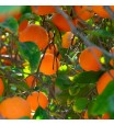 Sanguinelli Blood Orange Tree