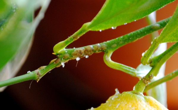 Protecting Your Clementine Tree From Pests And Diseases