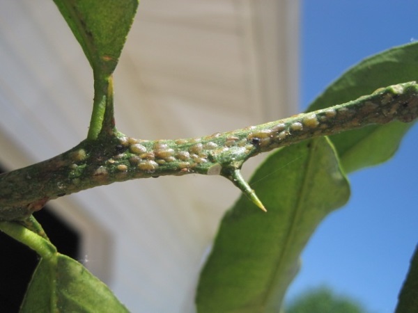 Protecting Your Meyer Lemon Tree from Pests and Diseases